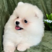 A réserver, brume, femelle type spitz nain pom