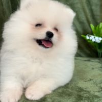 A réserver, brume, femelle type spitz nain pom #2