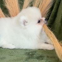 A réserver, brume, femelle type spitz nain pom #4
