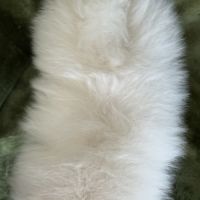 A réserver, brume, femelle type spitz nain pom #5