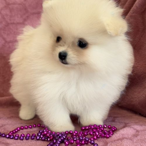 A réserver, barbie, femelle type spitz nain pom #1