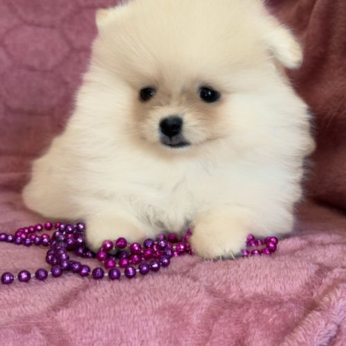 A réserver, barbie, femelle type spitz nain pom #2