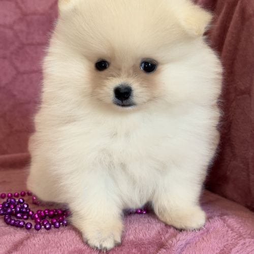 A réserver, barbie, femelle type spitz nain pom