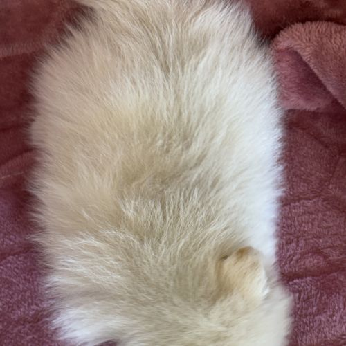A réserver, barbie, femelle type spitz nain pom #5