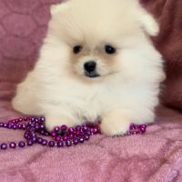 A réserver, barbie, femelle type spitz nain pom #2