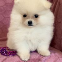 A réserver, barbie, femelle type spitz nain pom