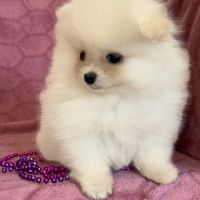 A réserver, barbie, femelle type spitz nain pom #4