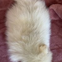 A réserver, barbie, femelle type spitz nain pom #5