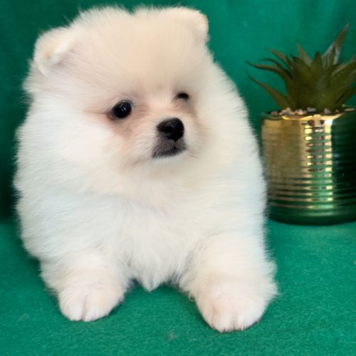 A réserver, benco,superbe mâle type spitz nain pom #1