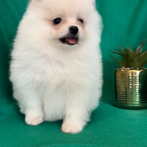 A réserver, benco,superbe mâle type spitz nain pom