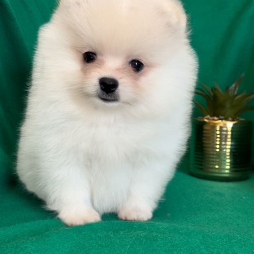 A réserver, benco,superbe mâle type spitz nain pom #4