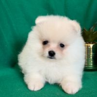 A réserver, benco,superbe mâle type spitz nain pom #2