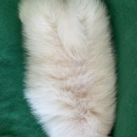 A réserver, benco,superbe mâle type spitz nain pom #5