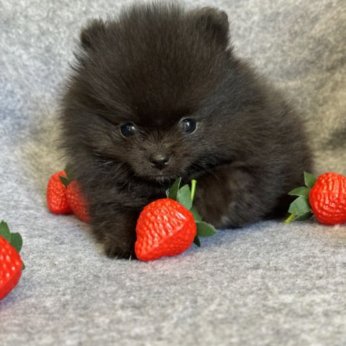 A réserver, bambi,superbe mâle type spitz nain pom #1