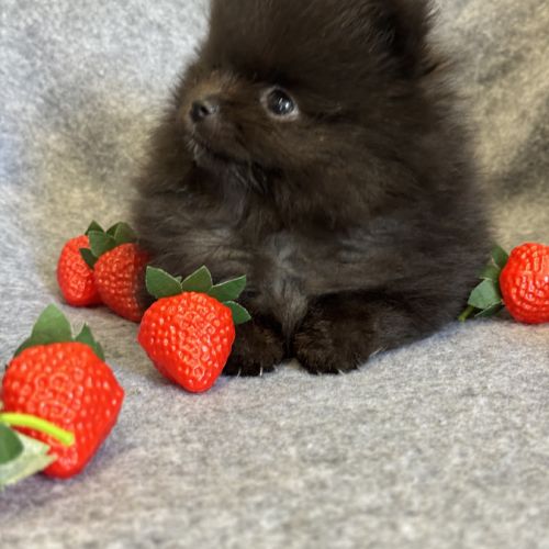 A réserver, bambi,superbe mâle type spitz nain pom #2