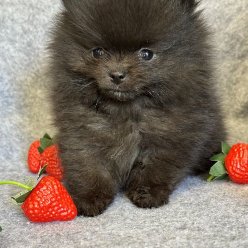 A réserver, bambi,superbe mâle type spitz nain pom