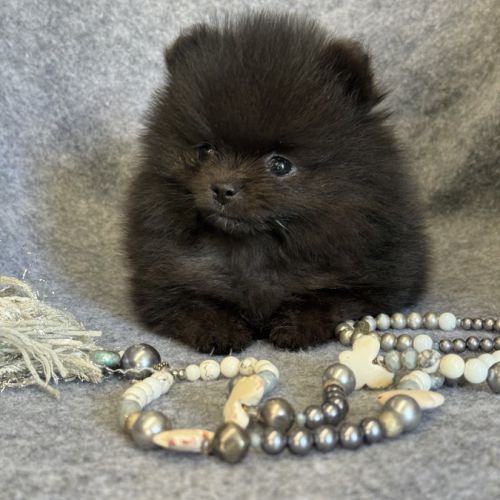 A réserver, bambi,superbe mâle type spitz nain pom #5