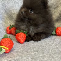 A réserver, bambi,superbe mâle type spitz nain pom #2