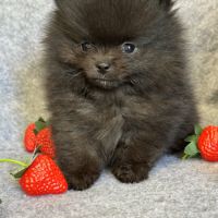 A réserver, bambi,superbe mâle type spitz nain pom #0