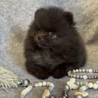 A réserver, bambi,superbe mâle type spitz nain pom #4