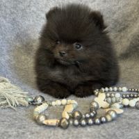 A réserver, bambi,superbe mâle type spitz nain pom #5