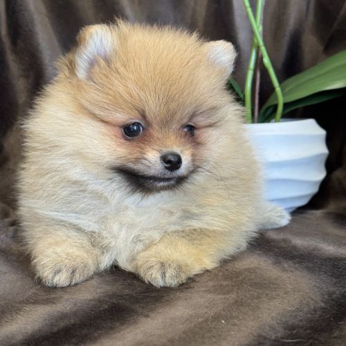 A réserver, billie, femelle type spitz nain pom #2