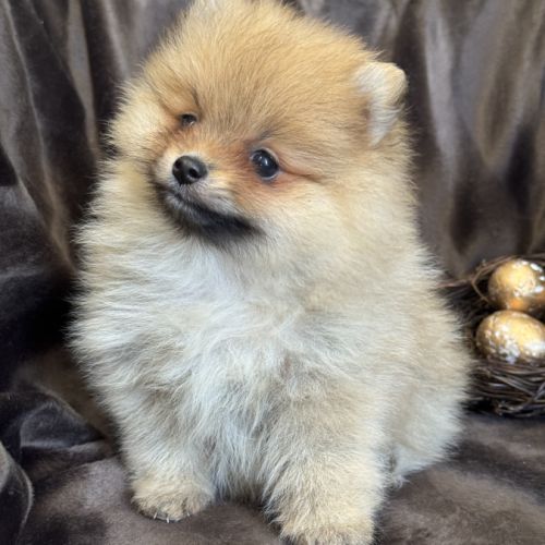 A réserver, billie, femelle type spitz nain pom #3
