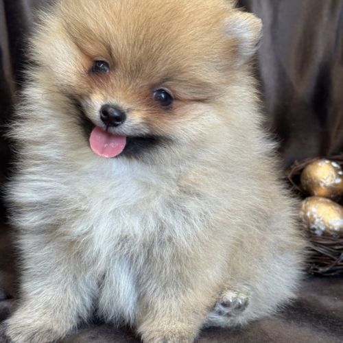 A réserver, billie, femelle type spitz nain pom #4