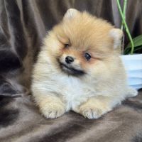 A réserver, billie, femelle type spitz nain pom