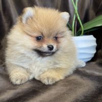 A réserver, billie, femelle type spitz nain pom #2