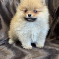 A réserver, billie, femelle type spitz nain pom #5