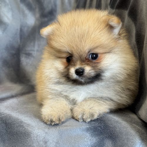A réserver, bounty, mâle type spitz nain pom #1