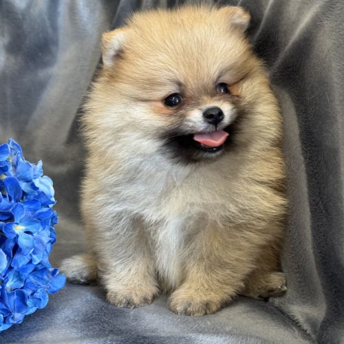 A réserver, bounty, mâle type spitz nain pom #4