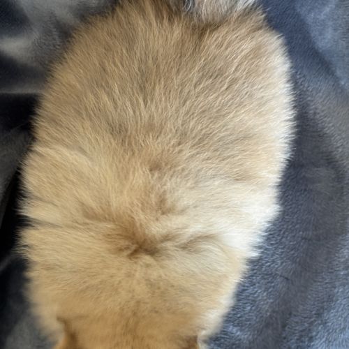 A réserver, bounty, mâle type spitz nain pom #5