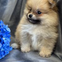 A réserver, bounty, mâle type spitz nain pom