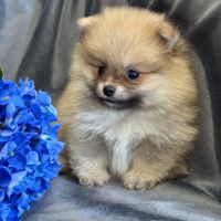 A réserver, bounty, mâle type spitz nain pom #3