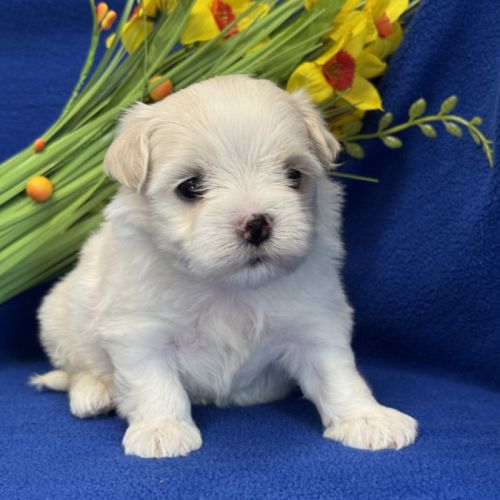 A réserver,batman,mâle bichon maltais nain lof