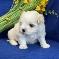 A réserver,batman,mâle bichon maltais nain lof #1