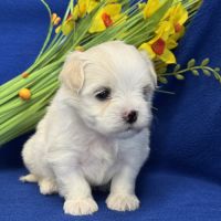 A réserver,batman,mâle bichon maltais nain lof #3