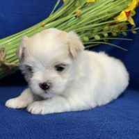 A réserver,batman,mâle bichon maltais nain lof #4