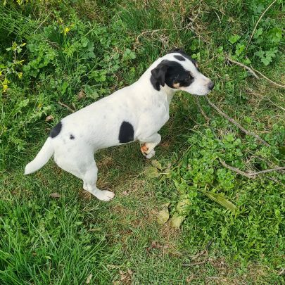 Jack russell #1