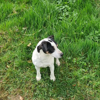 Jack russell #2