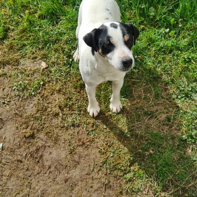 Jack russell