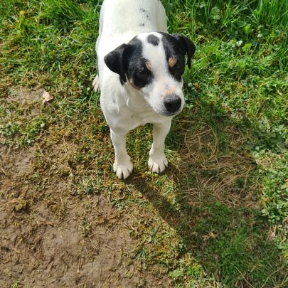 Jack russell #4
