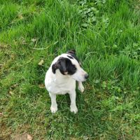 Jack russell #2