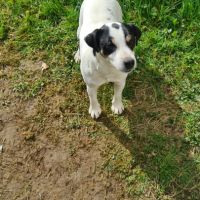 Jack russell #0