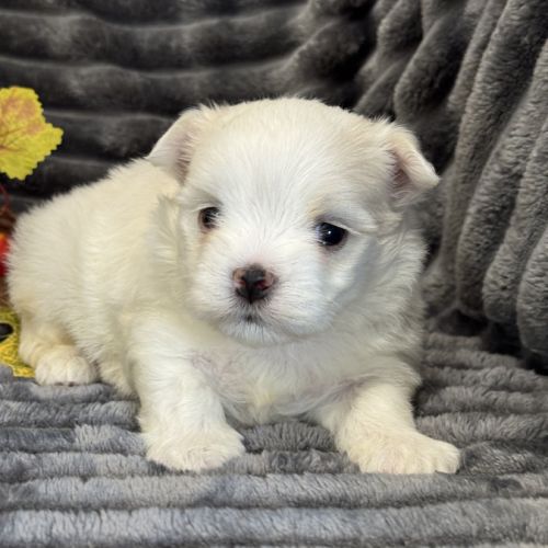 A réserver, billy, mâle bichon maltais nain lof #2