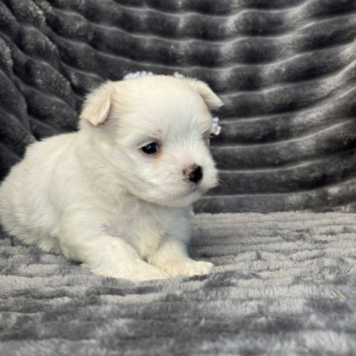 A réserver, billy, mâle bichon maltais nain lof #5