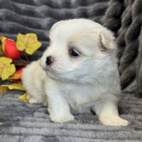 A réserver, billy, mâle bichon maltais nain lof #1