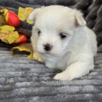 A réserver, billy, mâle bichon maltais nain lof